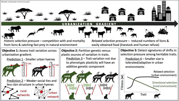 Animal responses to changing envirnoments and fitness consequences