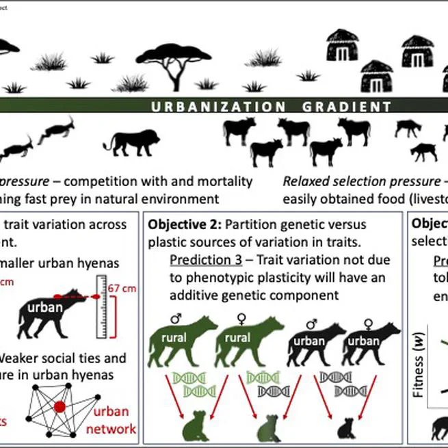 Animal responses to changing envirnoments and fitness consequences