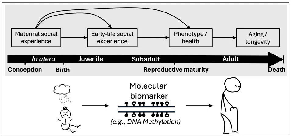 A lifecourse approach to investigating developmental plasticity