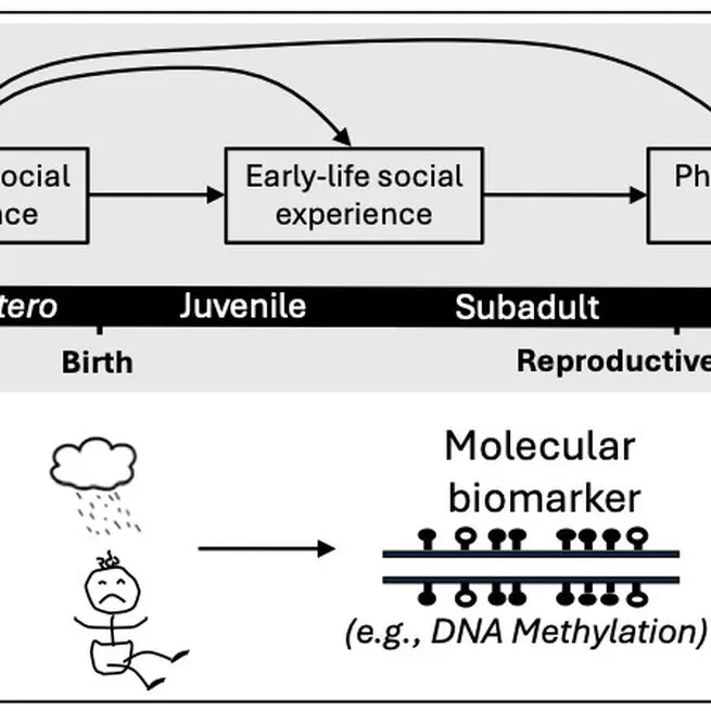 A lifecourse approach to investigating developmental plasticity