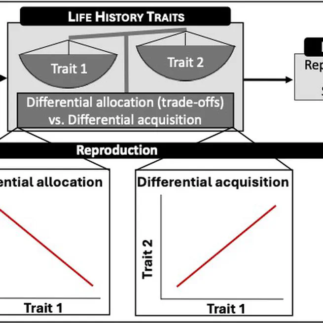 Socioecological determinants of life history traits and fitness