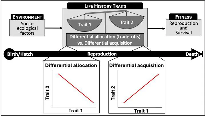 Socioecological determinants of life history traits and fitness