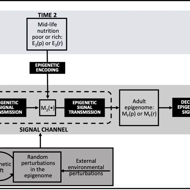 Epigenetics and the maintenance of developmental plasticity: extending the signalling theory framework