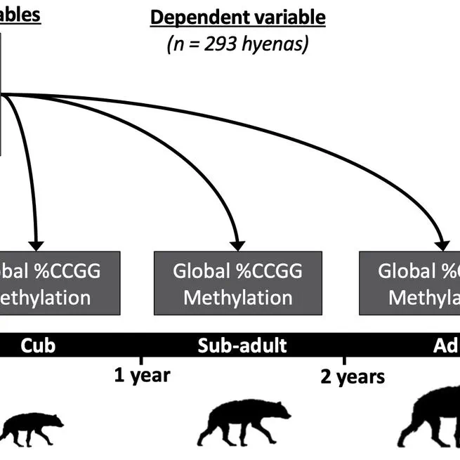 Early life social and ecological determinants of global DNA methylation in wild spotted hyenas